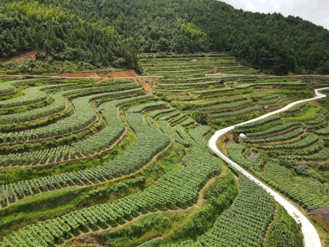 泰顺高山蔬菜