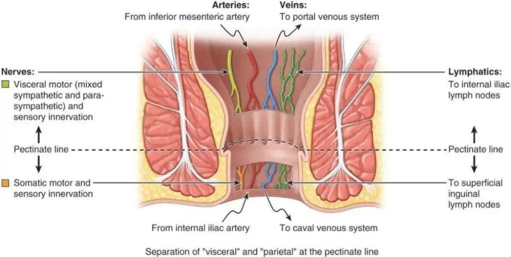 肛瘘,痔,直肠脱垂,直肠癌等疾病不及时治疗,发展到后期,肛门功能受损