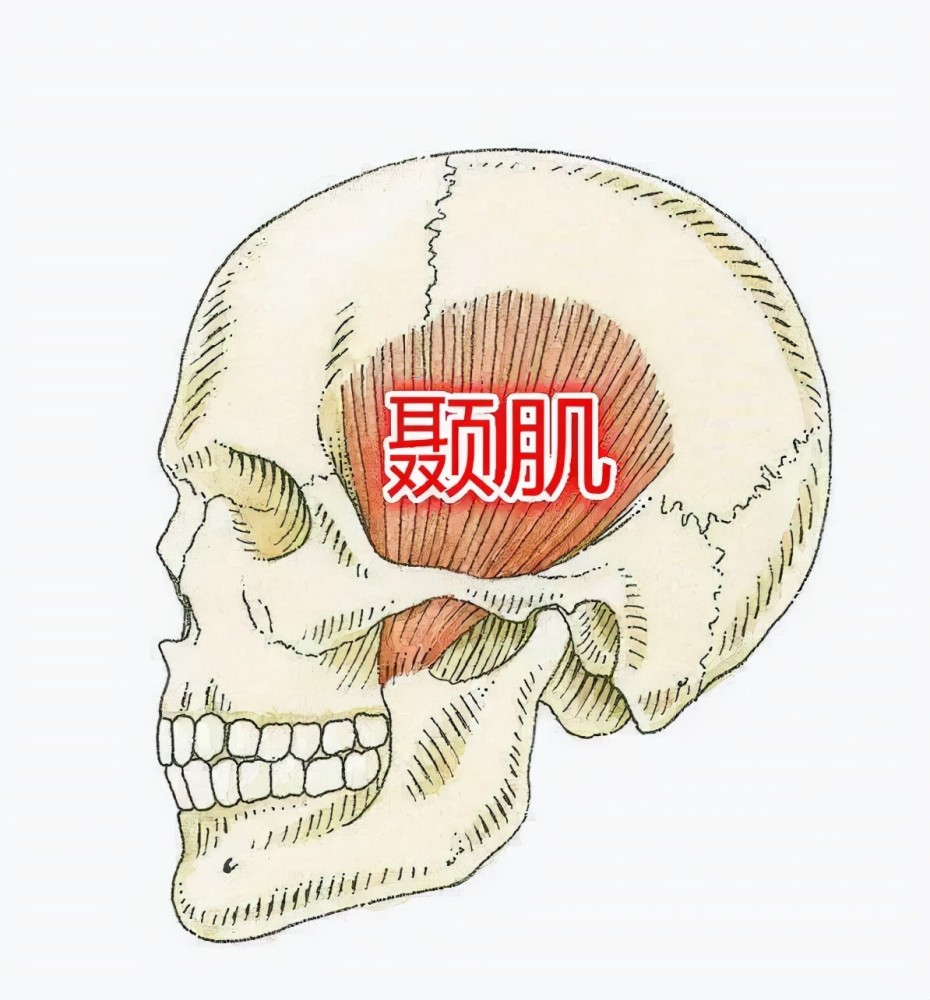 颞肌是位于我们头部侧面,起于颞窝,止于下颌骨冠突的一块肌肉,长得