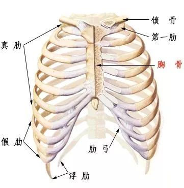 瑜伽肋骨外翻怎样察觉