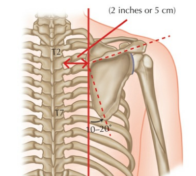 美图分享肩胛骨的位置和肩胛平面