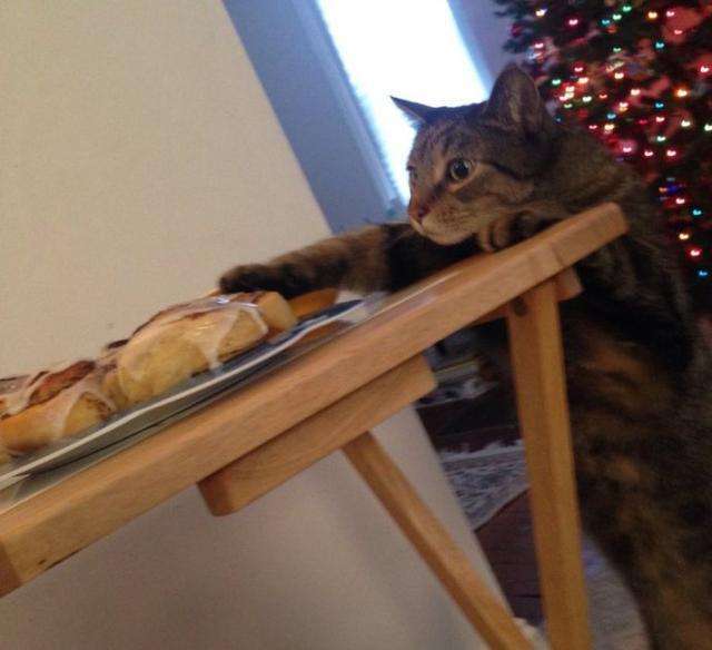 猫咪喜欢推桌子上的东西仅仅是因为手欠吗