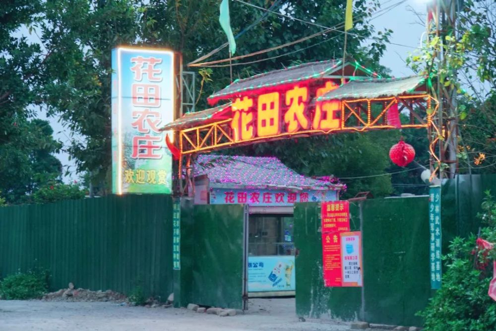 儿童乐园有一大片绚烂的格桑花海在澄海莱美路附近隐藏着一个农庄美景