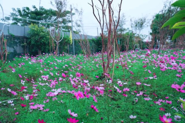 澄海莱美路竟藏着一片超浪漫"粉色花海"!这个地方过年要火!