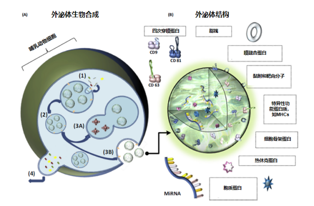 再生医学材料的黄金搭档外泌体与细胞外基质