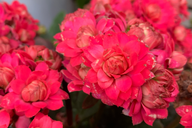 佳人粉长寿花粉色重瓣大花玫瑰叶个别花苞里会爆23个花苞颜色鲜亮喜人