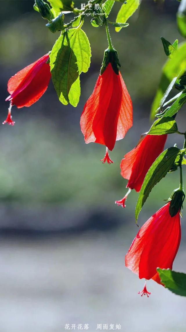 垂花悬铃花一天认识一种植物