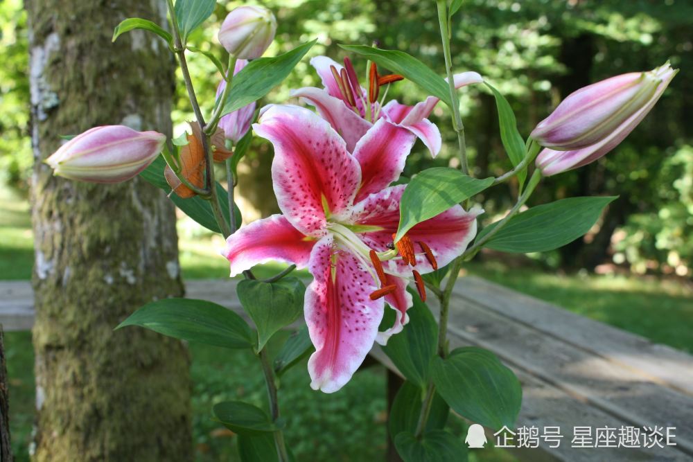 1月26日 30日星座运势 脚踏实地 蒸蒸日上的四大星座 腾讯新闻
