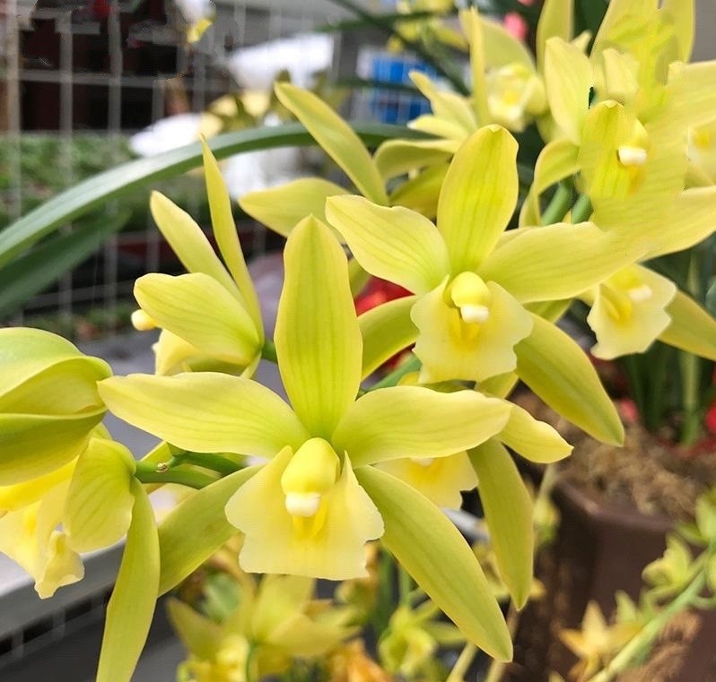 年宵花植物兰花绿翡翠花叶俱美开花勤奋新手也能养