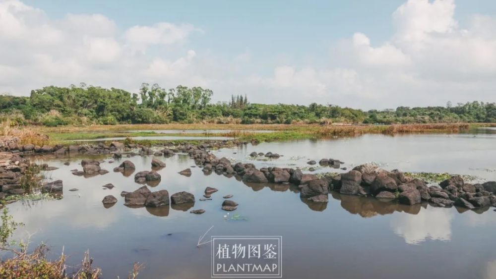 火山熔岩堆里的水菜花 腾讯新闻