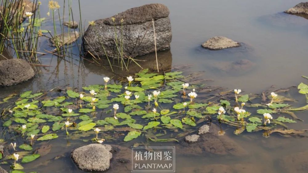 火山熔岩堆里的水菜花 腾讯新闻