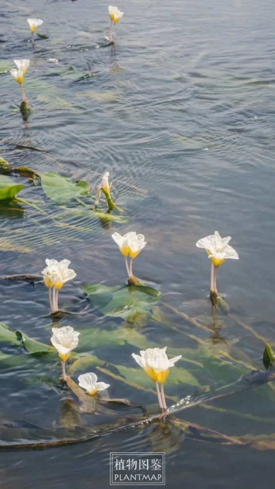 火山熔岩堆里的水菜花 腾讯新闻