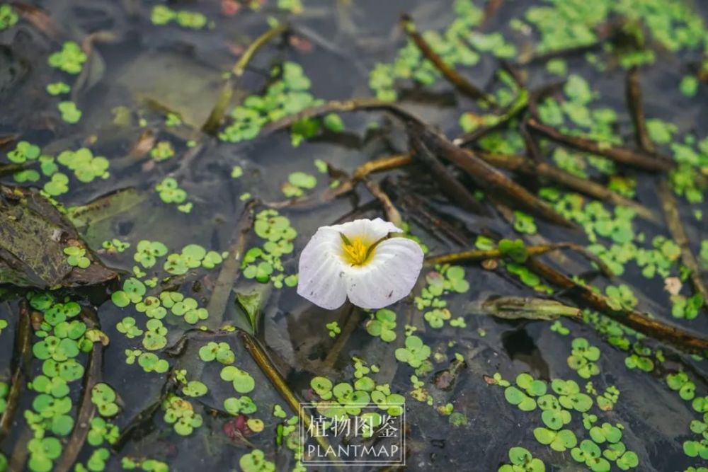 火山熔岩堆里的水菜花 腾讯新闻