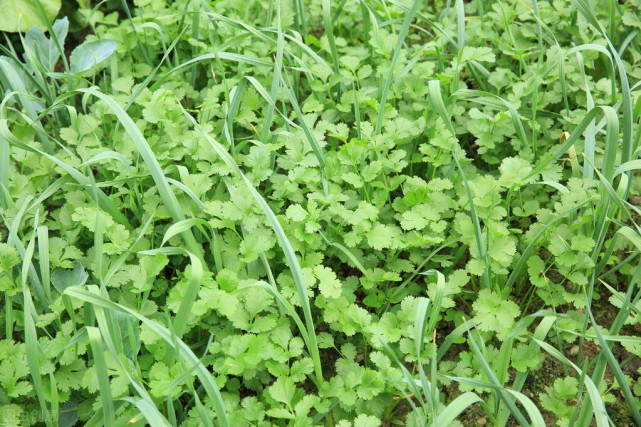 春香菜什么时间种植如何保证出苗齐出苗快老农种植经验分享