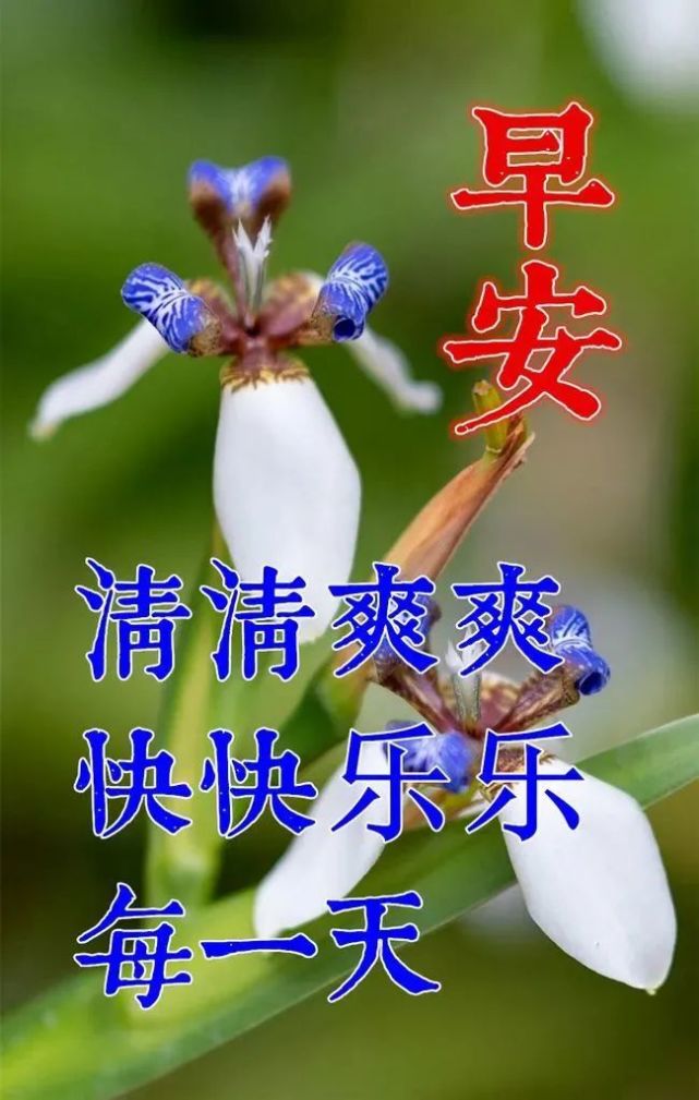 虎年最新冬日早上好漂亮的早上好动态表情包图案年初二不用打字就可以