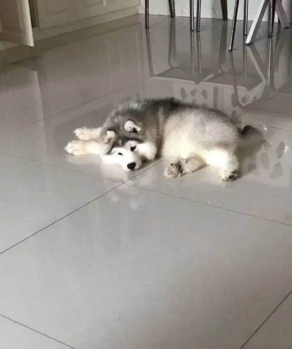 阿拉斯加联手泰迪组团拆家拆家水平几乎让网友内心崩溃