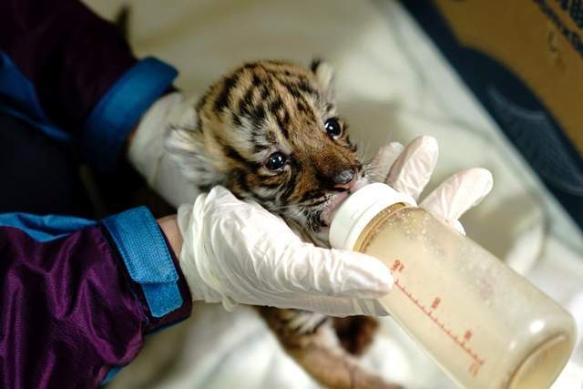 2021年12月24日,上海動物園飼養員給一隻華南虎幼崽餵奶.