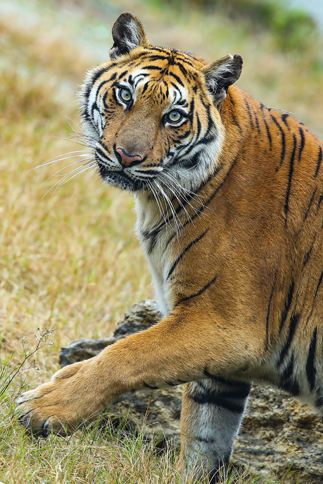 虎虎"身"威|金虎银虎白虎 重庆稀罕的"大猫"齐亮相