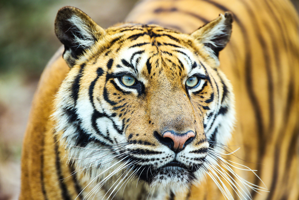 虎虎身威金虎银虎白虎重庆稀罕的大猫齐亮相