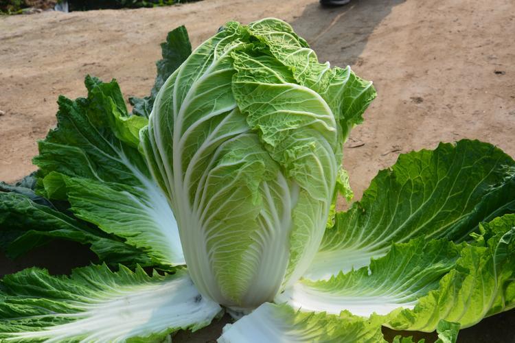 黄叶和绿叶白菜区别有多大菜贩子无意说漏嘴涨知识了