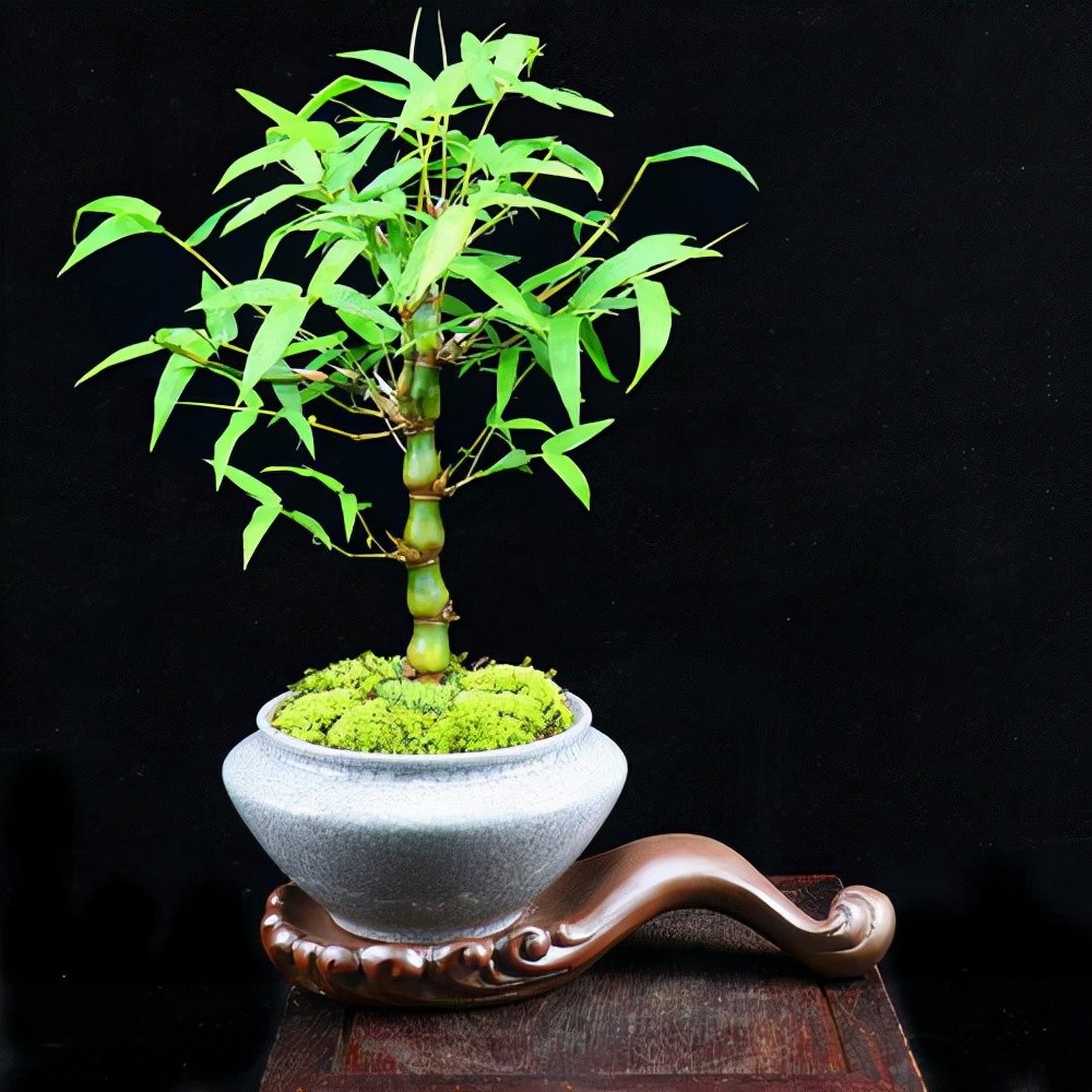 竹丝盆景的做法(竹丝的作用功效与作用)