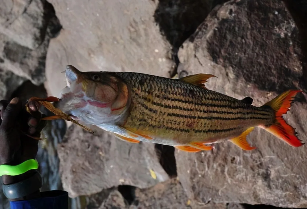 歌利亚虎鱼连鳄鱼都惧怕的鱼～_腾讯新闻