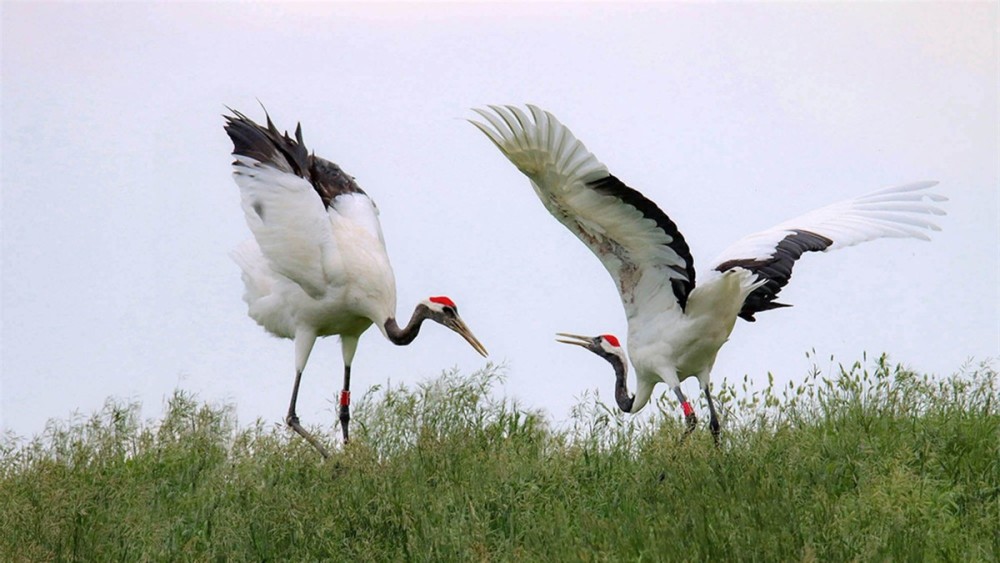 美國國鳥是白頭鷹鷹日本國鳥是綠雉那中國的國鳥是啥