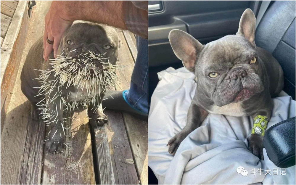 斗牛犬不知天高地厚挑衅豪猪结果被扎成刺猬隔着屏幕觉得疼