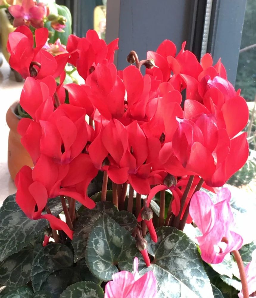 养仙客来做好3点花期更长开满花花色鲜艳喜庆大气