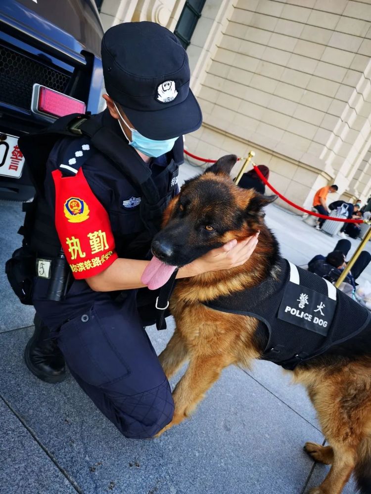 【平安春运】警犬"刀锋"的首个春运_腾讯新闻