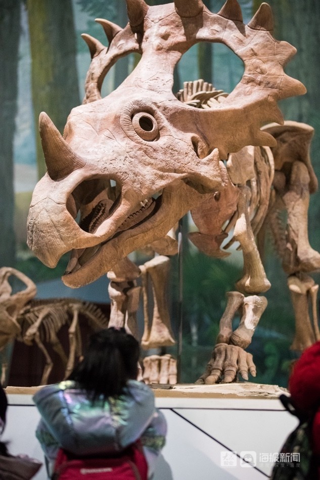 济南来了一群恐龙8米高的巨型山东龙亮相山东博物馆