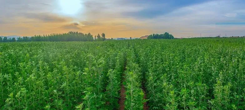 两带;一核,三区"的发展规划,这里不仅仅是艾草飘香的碧根果基地,也将
