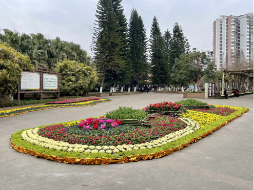 春节鲜花景观布展工作,经过一个多月的努力,日前已全面完成摆花任务