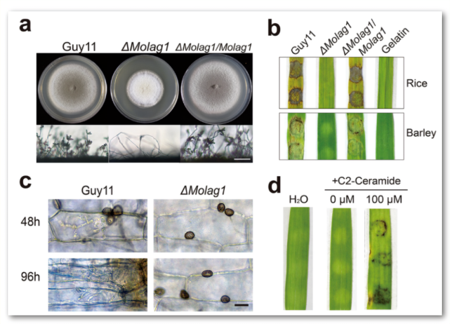 主要就是由稻瘟病的病原微生物引起的,主要的发病时间在水稻的整个