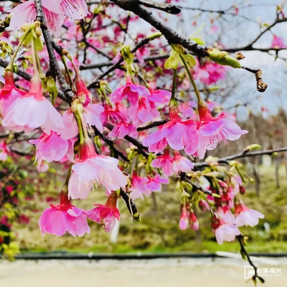 櫻花迎來開花季連江縣丹陽鎮山邊村的丹櫻農場(連江縣丹陽鎮櫻花盛開