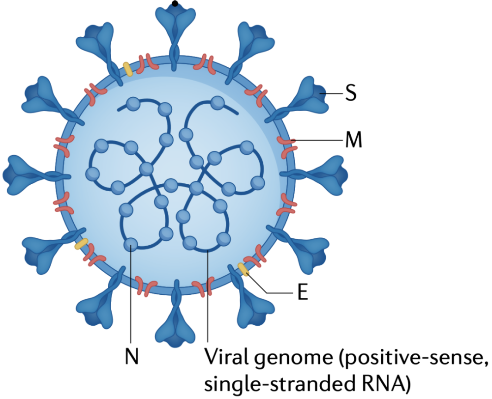 年终巨献与人类同居两年改变世界的新冠病毒究竟为何物丨奇点深度