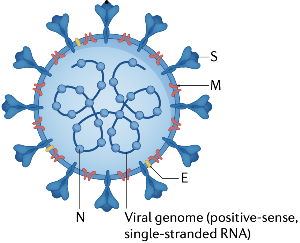 从结构上看,新冠病毒与其他6种冠状病毒一样,病毒粒子由核衣壳(n,膜