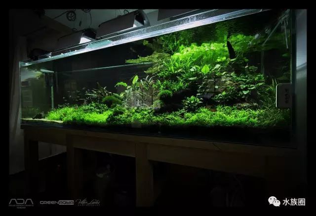 要不是因为家小我也来一缸客厅180cm大型水草缸