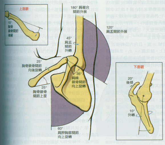 知识角 肩的180 是怎么来的 了解下肩肱节律 腾讯新闻