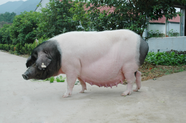 杀年猪过小年我国土猪种类你知道多少