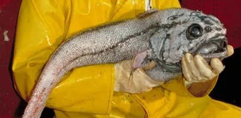 「深海鳕鱼排」很多是用一种叫细鳞壮鳕的鱼冒充的,虽然被美称为