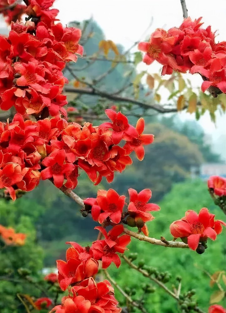 木棉花:別名:紅棉,斑芝樹,英雄樹,攀枝花,烽火早春開花,花可食用可