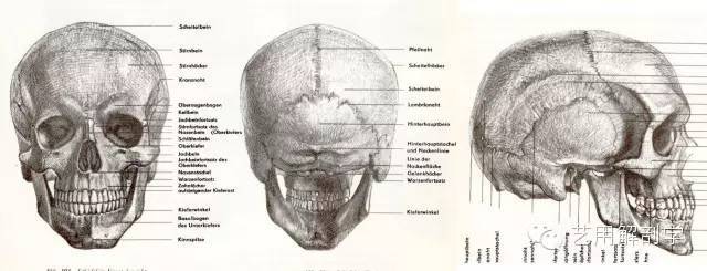 頭部解剖——骨骼與結構_騰訊新聞