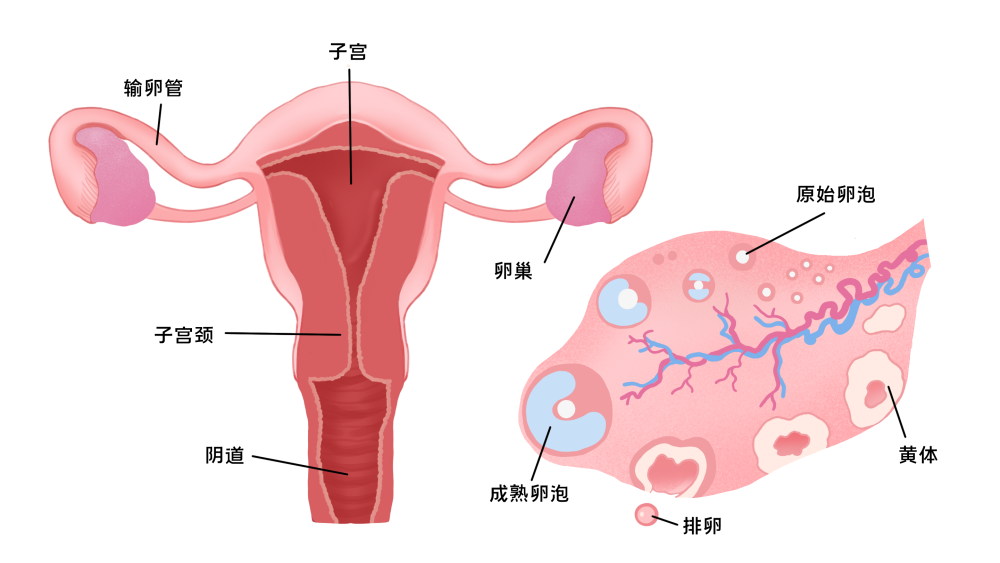 卵巢侧面图图片