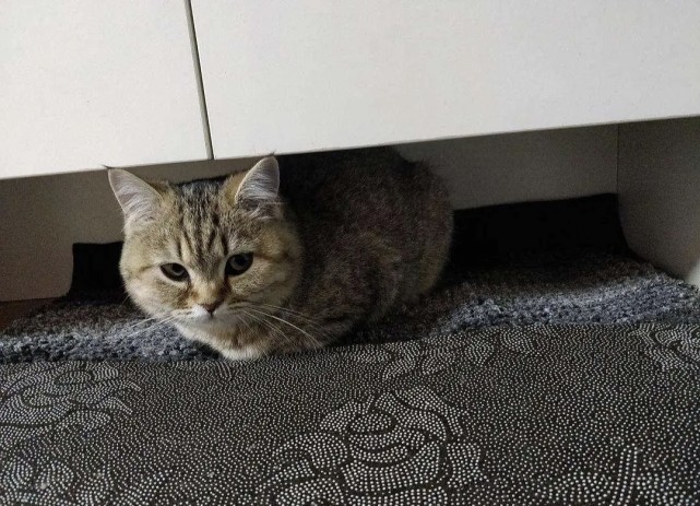 原来猫咪的母鸡蹲姿势背后隐藏了这些心理