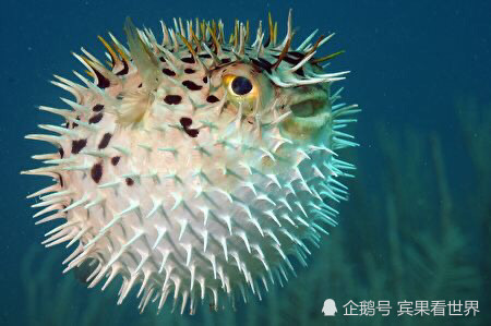 河豚无法进食英国男子送它去给兽医磨牙