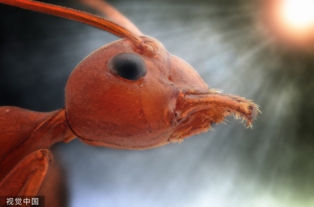 被称作南美洲食肉蚁的行军蚁真的是人兽通吃吗