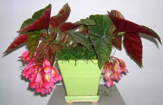 盆栽竹节海棠不想长太高的正确矮化处理技巧