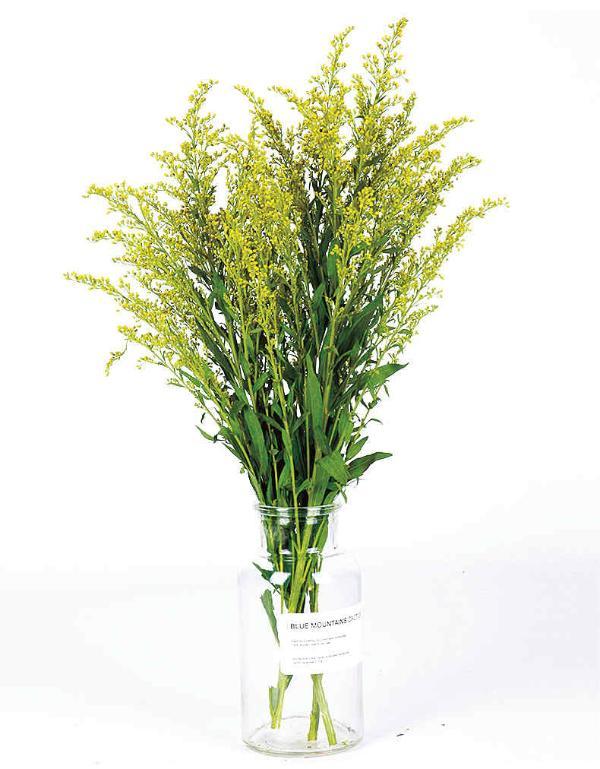 林草科普黄莺花与加拿大一枝黄花有何不同