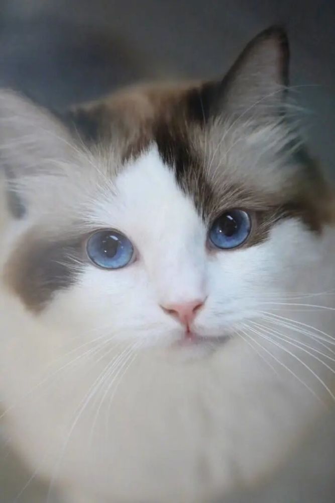 喵趣贺虎年可爱猫猫化身小脑虎,祝你虎年好运连连来活动时间:1月29日